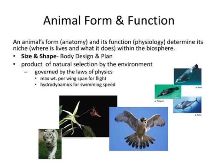24.1 Animal Form and Function Texas Gateway