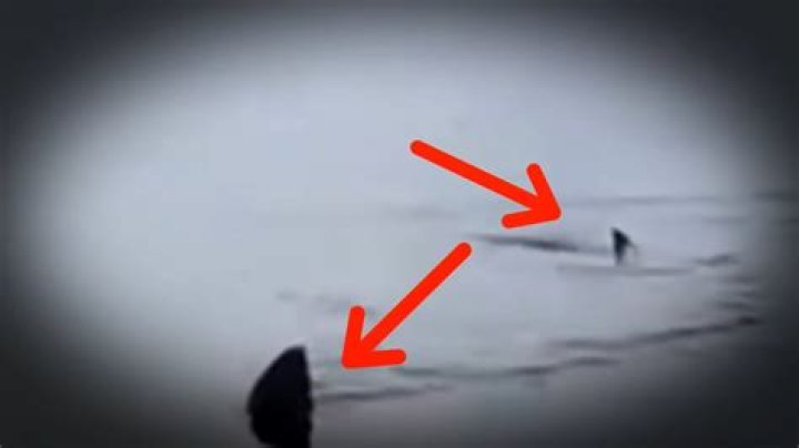 5 Megalodon Caught on Camera & Spotted In Real Life! ) Megalodon