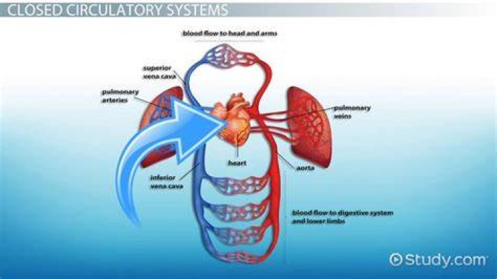 Assertion Closed circulatory system is less efficient than an open