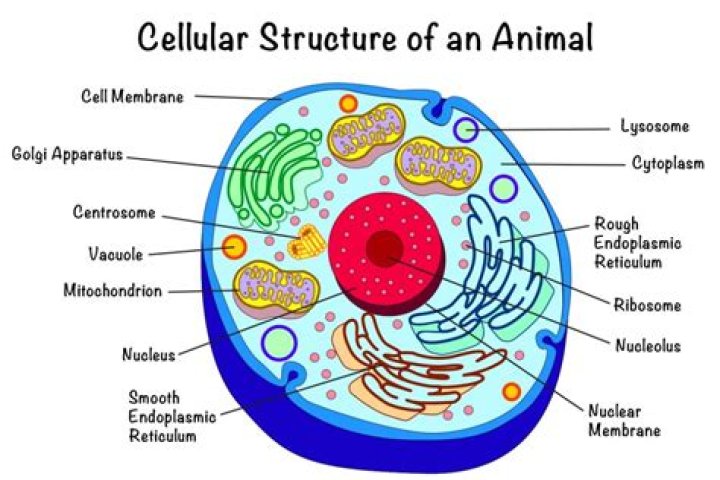 Basic Animal Cell Structure Diagram