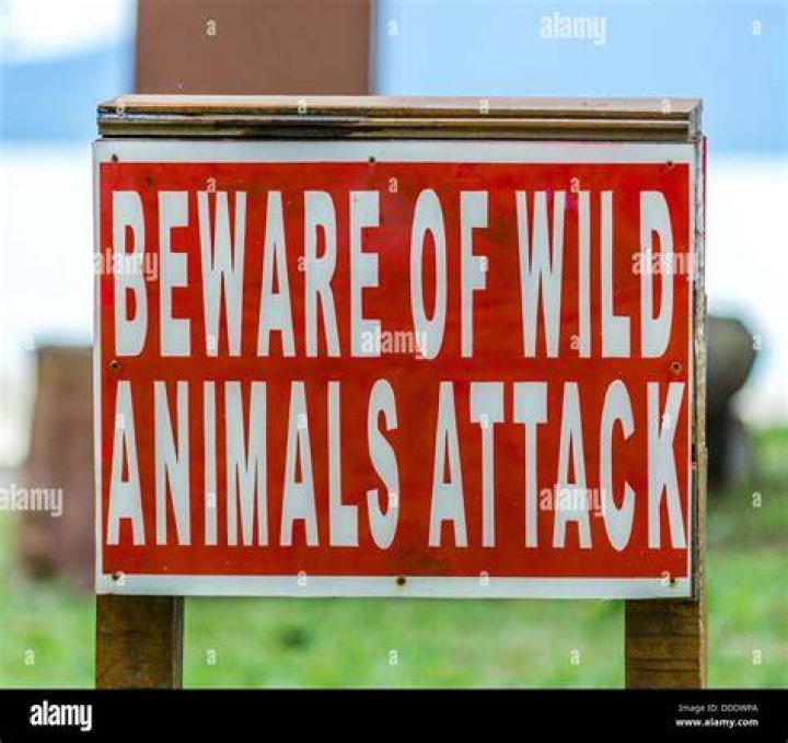 Beware! Animals That Attack Humans: A Comprehensive Guide