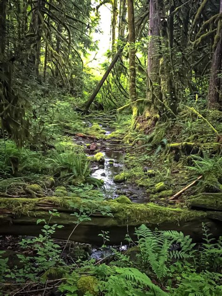 Coastal temperate rain forest, Drift Creek, Oregon. Temperate