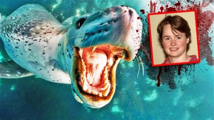 Deadly Leopard Seal Attack on Kirsty Brown YouTube