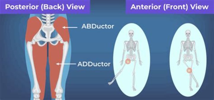Difference Between Abductor and Adductor Muscles Compare the
