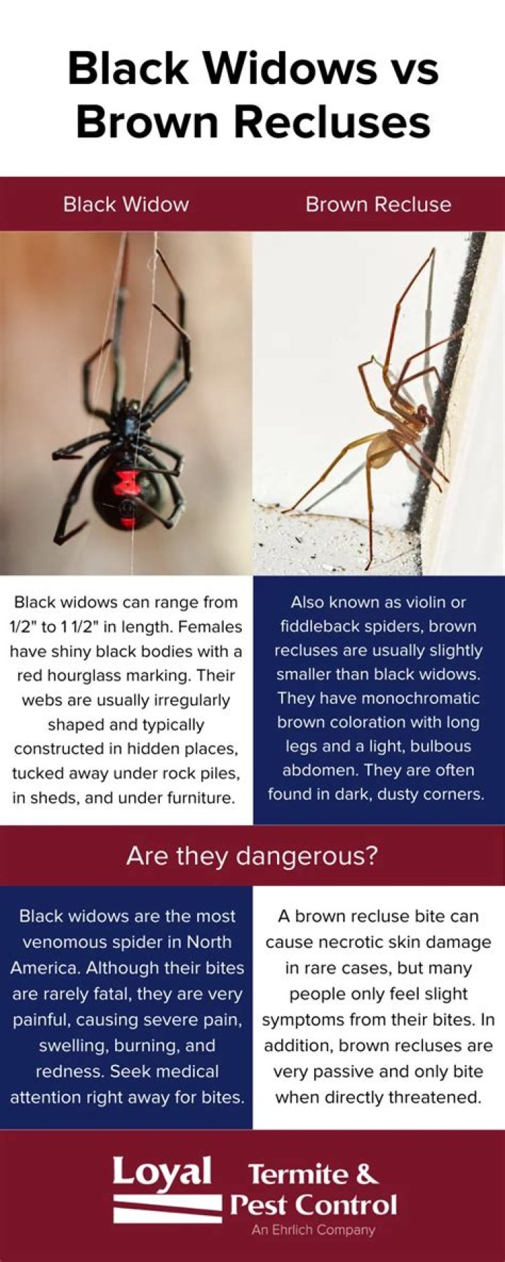 Do Spiders Fall Gracefully Or Crash With Damage?