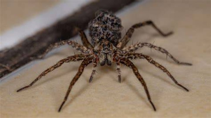 Do Wolf Spiders Climb Into Beds? A Guide To Wolf Spiders & Preventing