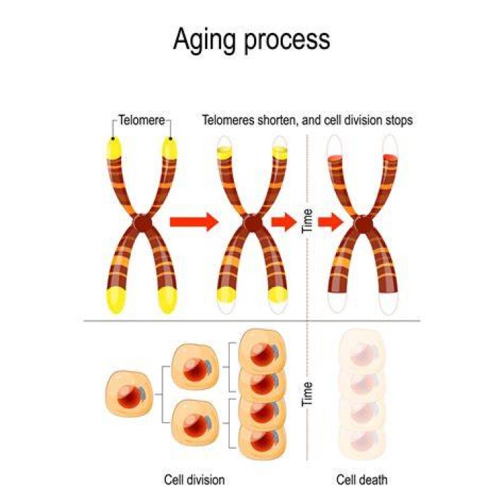 Dynamic telomeres and the aging process &laquo; Nothing in Biology Makes Sense!
