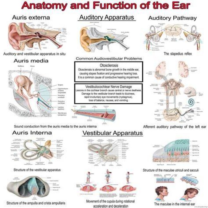 Ears Facts, Function & Disease Live Science
