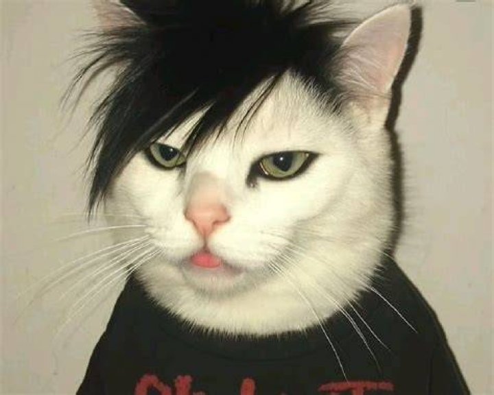 Emo Cat It's Not a Phase Mom! http// Punk cats, Pet