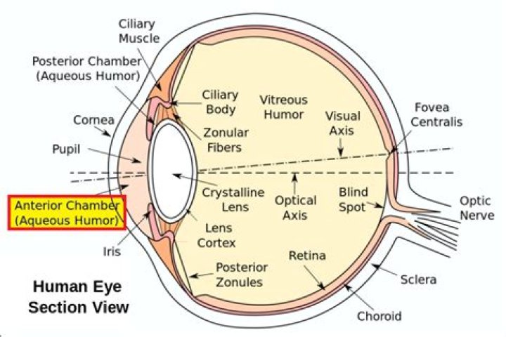 EyeRounds Glossary