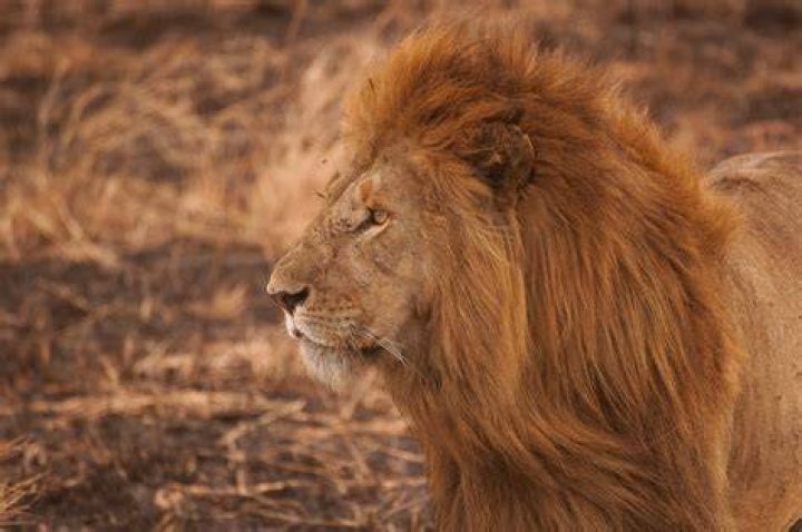 Free Images wildlife, mane, fauna, savanna, whiskers, grassland