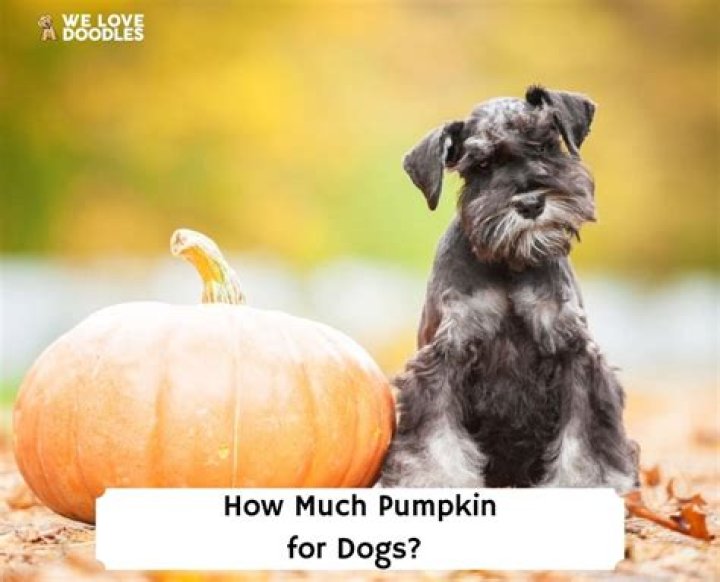 How much pumpkin for Dogs? Pumpkin Dosage Chart