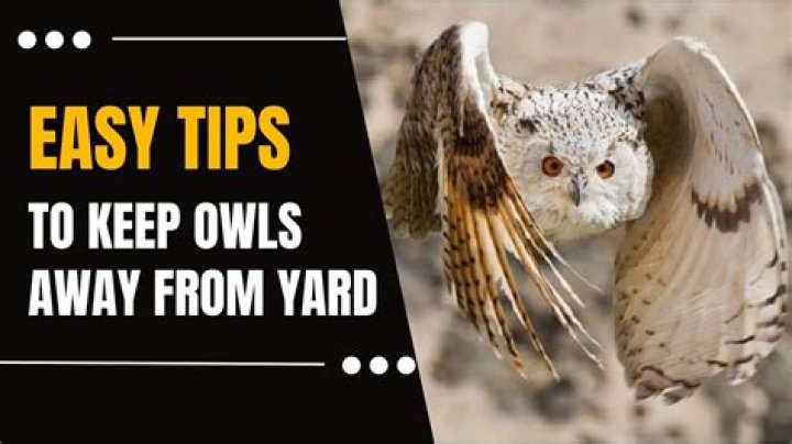 How to Keep Owls Away Nite Guard