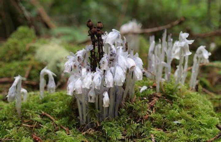 Interesting Plants Found in Temperate Deciduous Forests