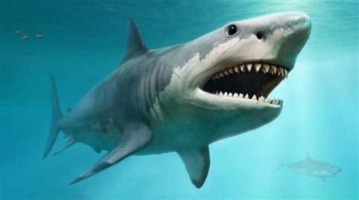 Megalodon may have gone extinct for this shocking reason Fox News