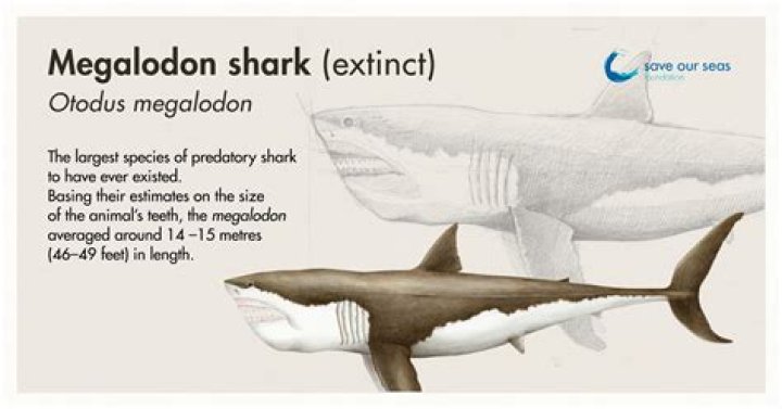 Megalodon'un Ger&ccedil;ekte Nasıl G&ouml;r&uuml;nd&uuml;ğ&uuml;n&uuml; H&acirc;l&acirc; Kimse Bilmiyor (Aksini
