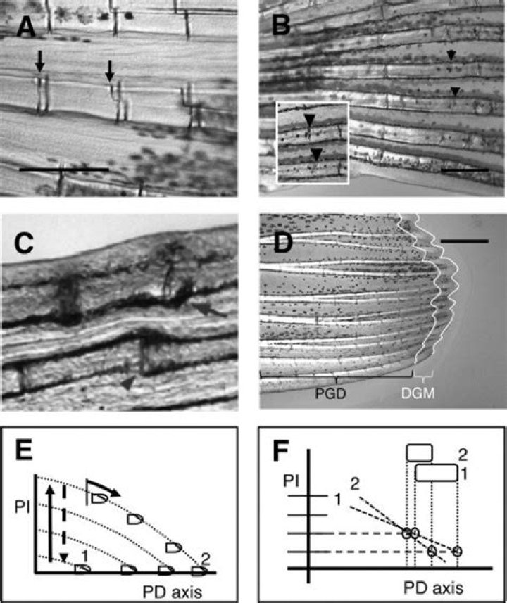 Positional model and experiments showing PGD. A Steplike joints