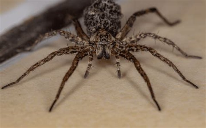 Spiders in the fall. Spider, Fall, Insects