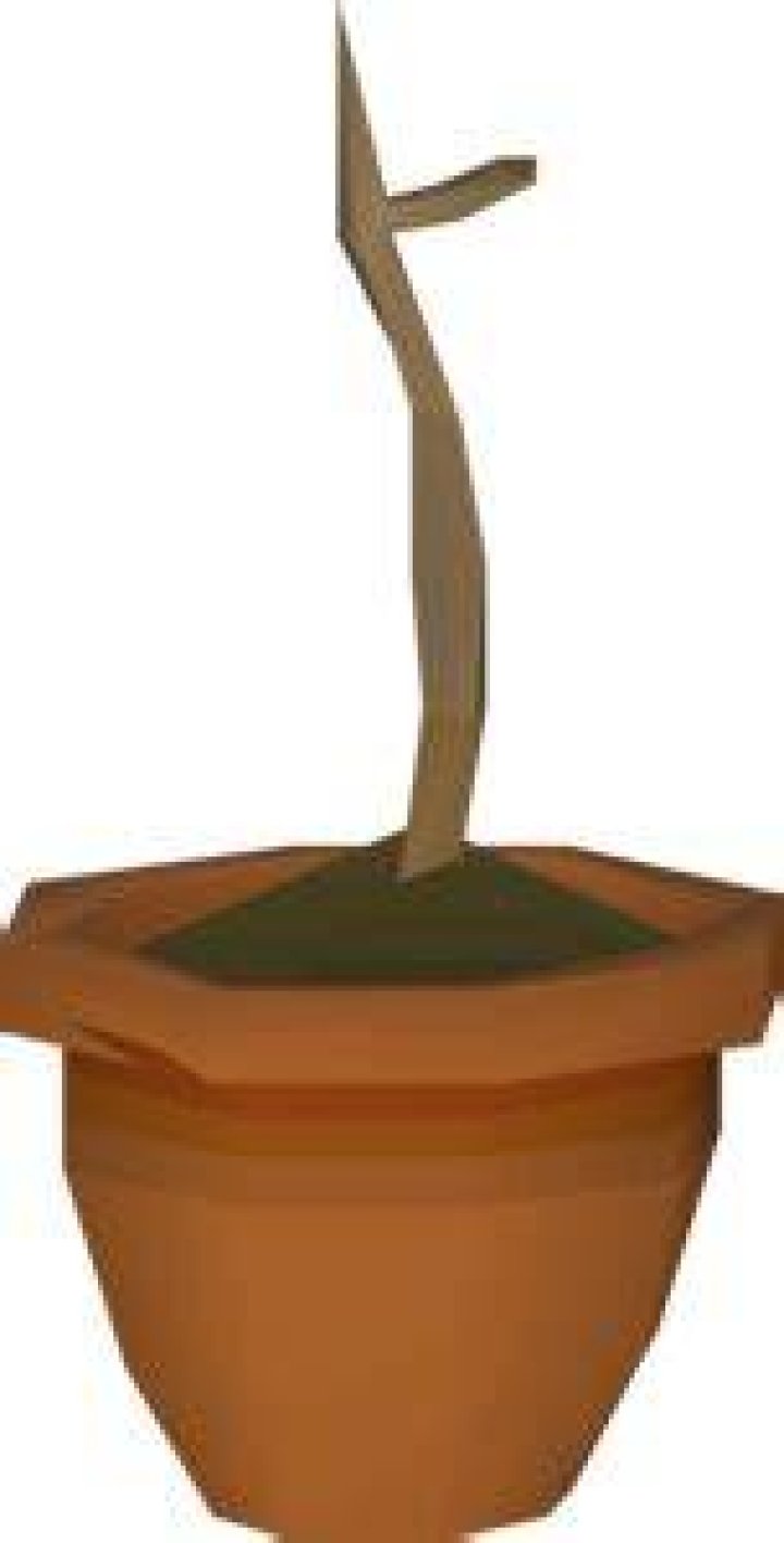 Spirit sapling OSRS Wiki