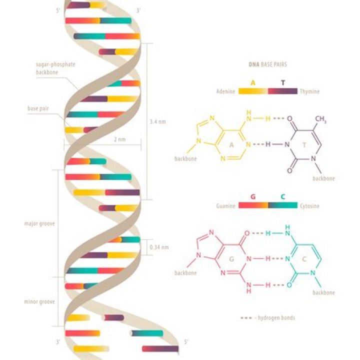 Structure of DNA