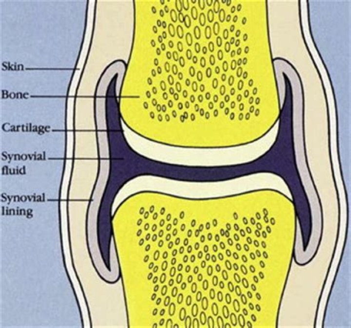 Synovium & Synovial Fluid Basic Science Orthobullets