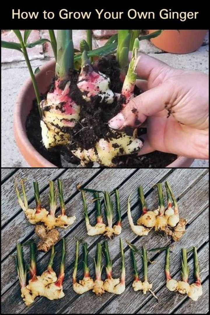 The Backyard Ginger Plant Think, Eat, Be Healthy
