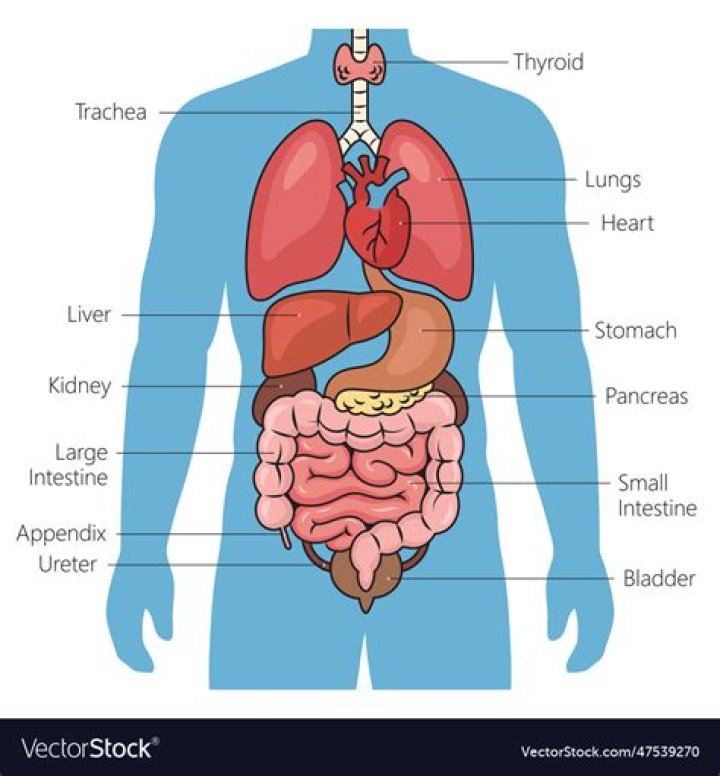 The Human Internal Organs Preview