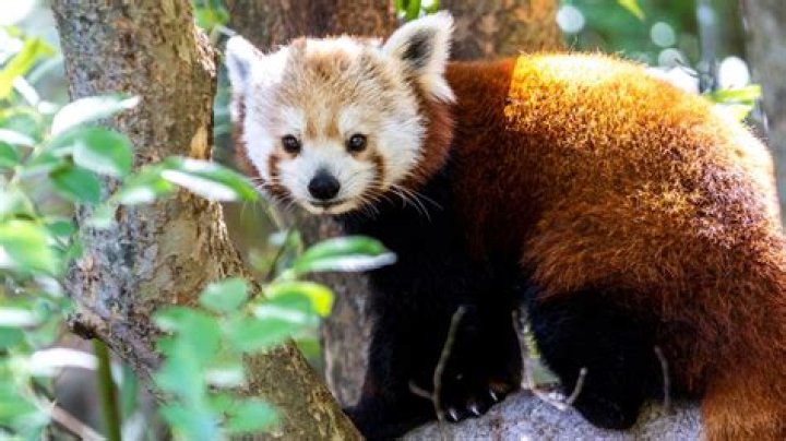 The Ultimate Guide: How To Buy A Red Panda