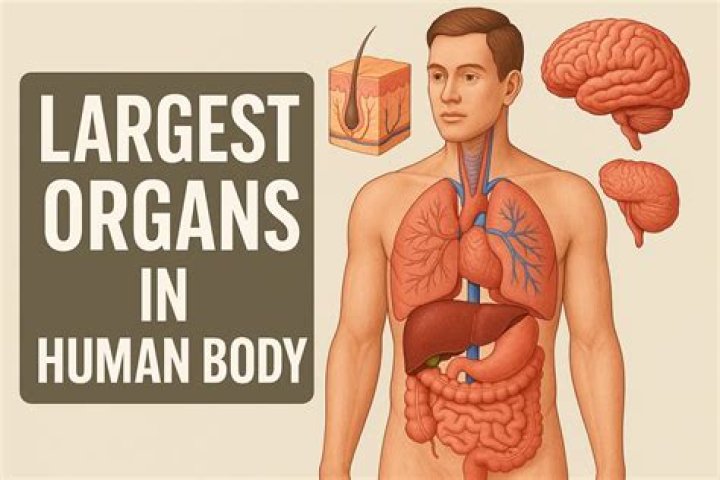 Top 10 Largest Organs In The Human Body World's Top Insider