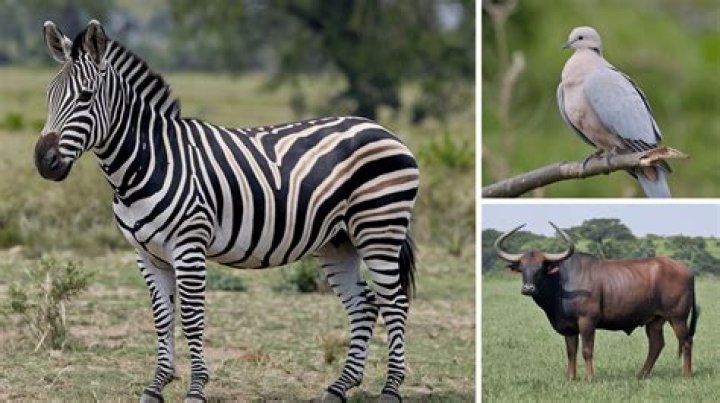 Top 103+ What animals actively hunt humans