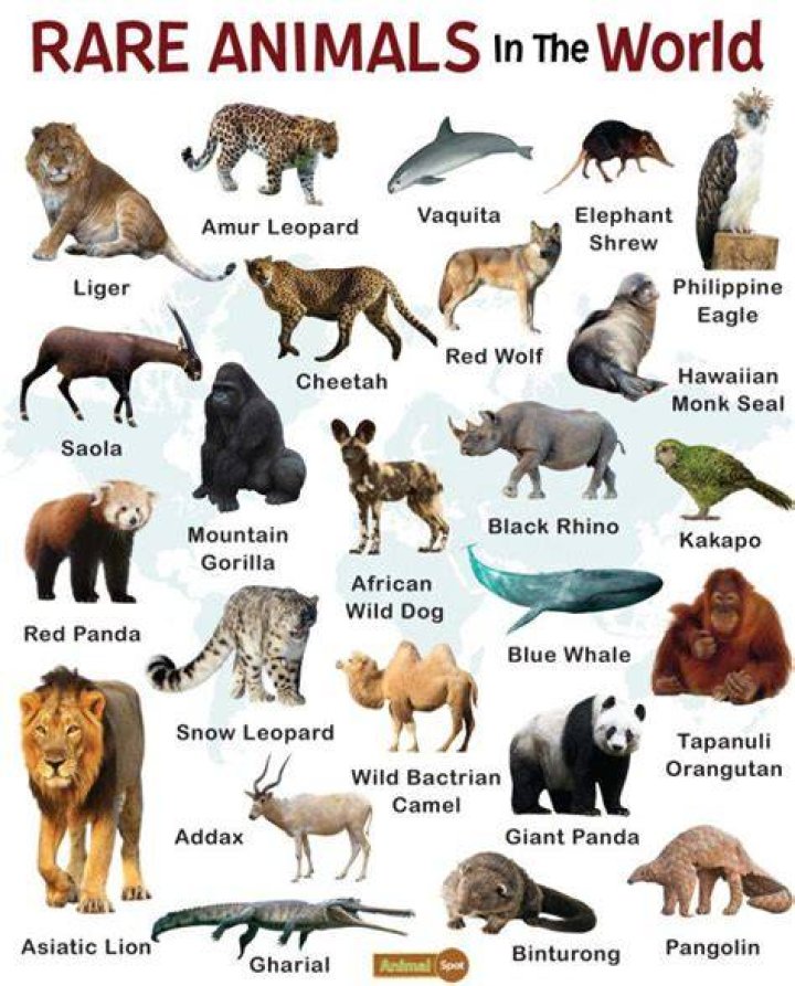 Top 137 + Which animals have an open circulatory system