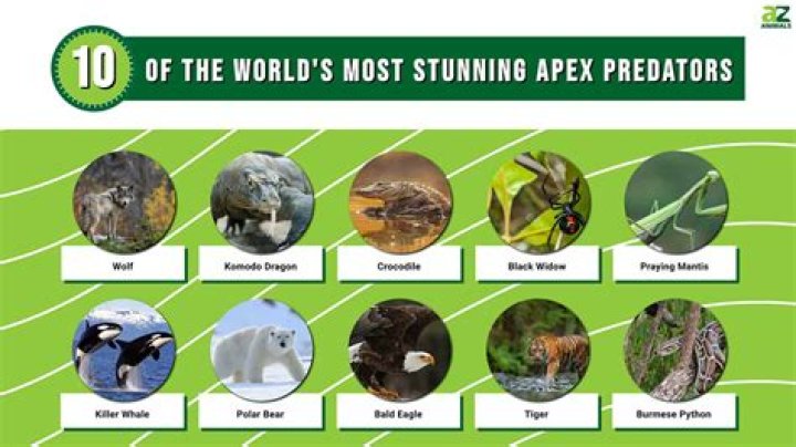 Top Predators: Animals Known To Hunt Humans