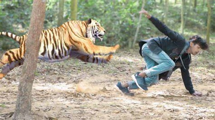 Unbelievable Tiger Attack Animals attacking humans Pictures Pics