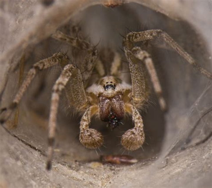 Uncover The Secrets: What Do Wolf Spiders Look Like?