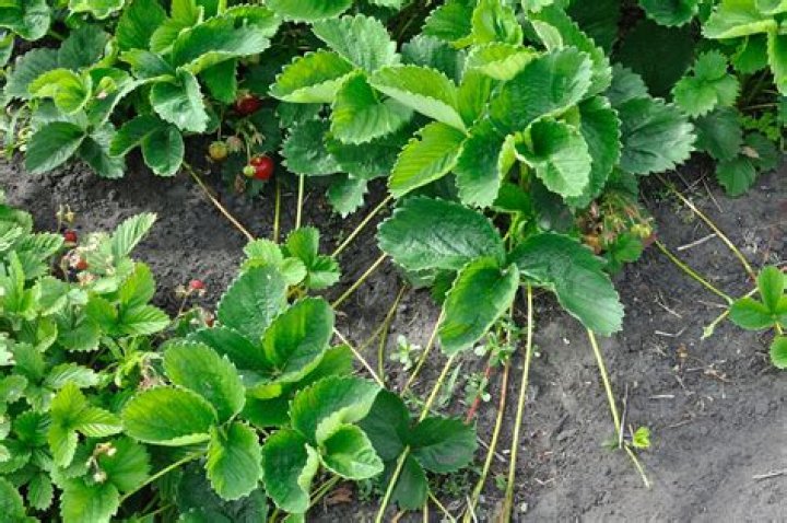 Unveiling The Curious Case: Why Is A Strawberry Called A Strawberry?