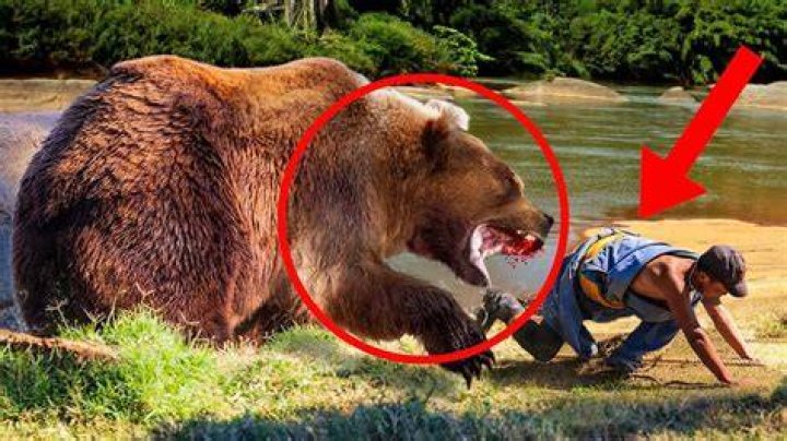 Wild Animal Attacks That Humans Can Defend YouTube