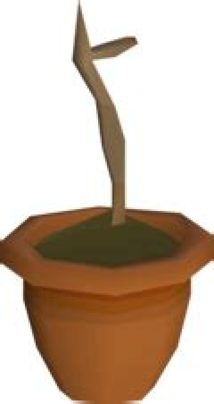 Willow sapling OSRS Wiki