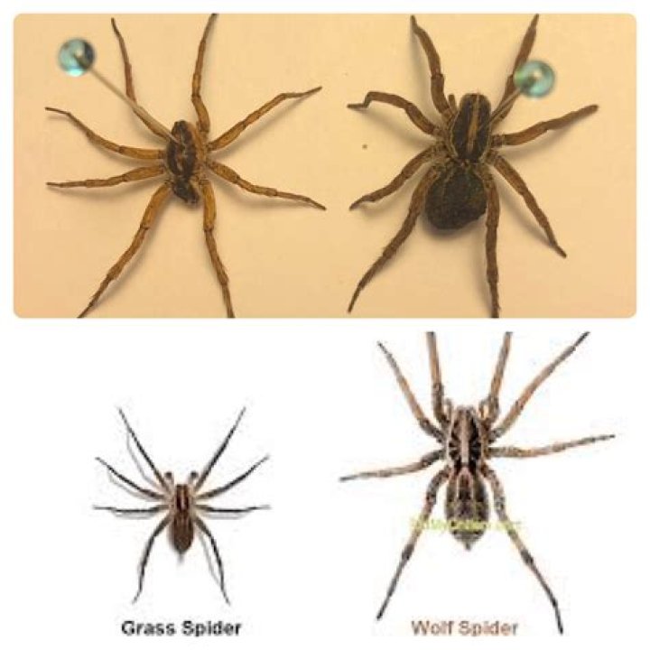 Wolf Spiders Wolf Spider Identification Dangers Lubbo vrogue.co