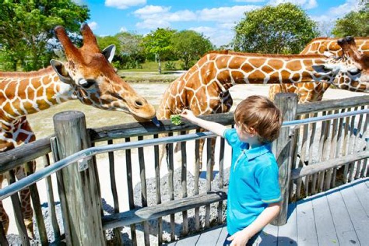 Zoo Visiting Can you Visit Other Players' Zoos? GameWatcher